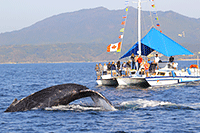 Your Crew for this Private Catamaran in Puerto Vallarta