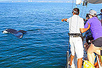 Whale Watching Puerto Vallarta