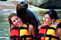 Puerto Vallarta Sea Lions