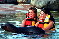 Sea Lions in Puerto Vallarta