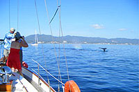 Puerto Vallarta Whale Watching