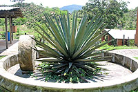 Raicilla Hacienda, Puerto Vallarta