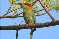 Nuevo Vallarta Birding Tour