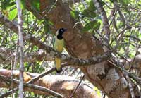 Birdwatching Tour Vallarta