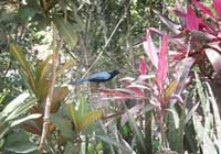 Nuevo Vallarta Birding