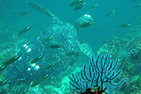 Spotted Eagle Ray at Majahuitas