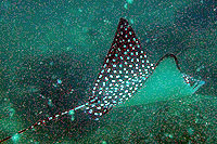 Puerto Vallarta Snorkeling