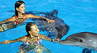 Dolphin Swimming Puerto Vallarta