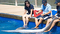 Puerto Vallarta Dolphins