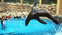 Sea Lions Puerto Vallarta