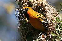 Birdwatching Tour San Sebastian del Oeste