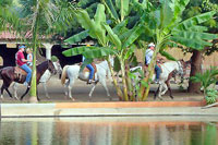 Private Horseback Riding Lessons