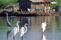 Puerto Vallarta Birdwatching