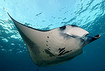 Puerto Vallarta Scuba Diving