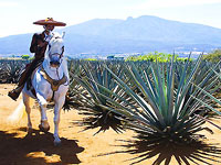 Tequila Tour Puerto Vallarta