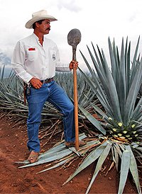 Puerto Vallarta Tequila Tour