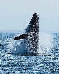 Puerto Vallarta Whale Watching Catamaran