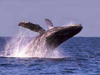 Puerto Vallarta Whale Watching