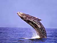 Puerto Vallarta Whale Watching