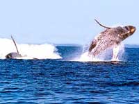 Puerto Vallarta Whale Watching