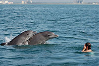 Snorkeling with Wild Dolphins in Puerto Vallarta