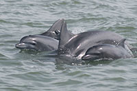 Wild Dolphins Puerto Vallarta