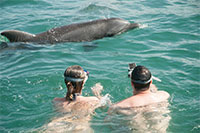 Puerto Vallarta Wild Dolphins Snorkeling and Swim