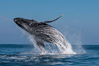 Puerto Vallarta Whale Watching