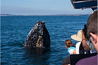 Whale Watching Excursion