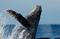 Whale Watching Puerto Vallarta