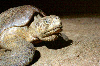 Puerto Vallarta Sea Turtle Excursion