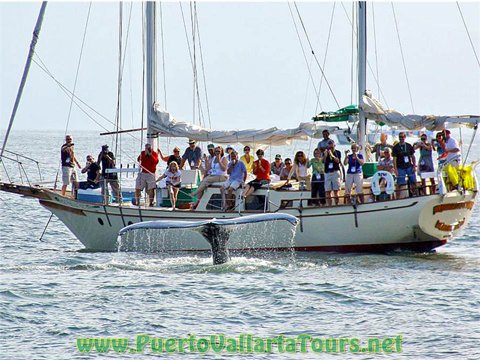 Private Whale Watching Catamaran