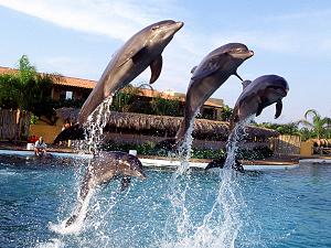 Dolphin Adventures