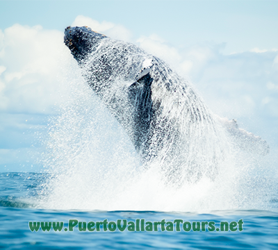 Private Party Boat Vallarta