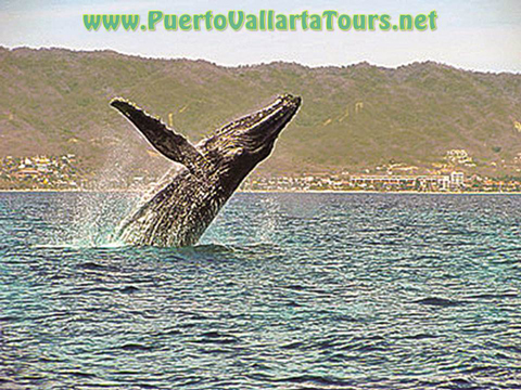 Private Whale Watching Catamaran