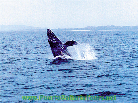 Whale Watching Puerto Vallarta